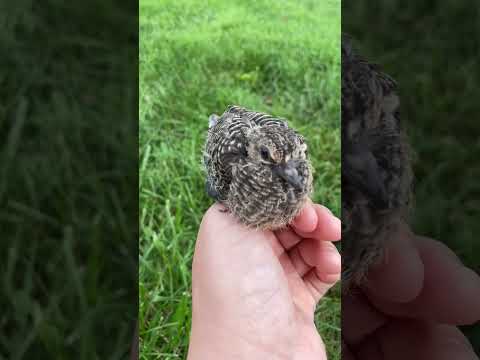 Baby mourning dove
