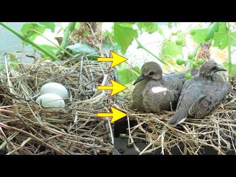 Baby Bird Mourning Doves Hatching From Eggs till leaving Nest #animals #hatching