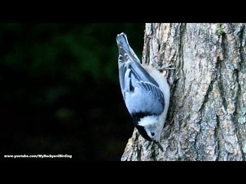 White Breasted Nuthatch