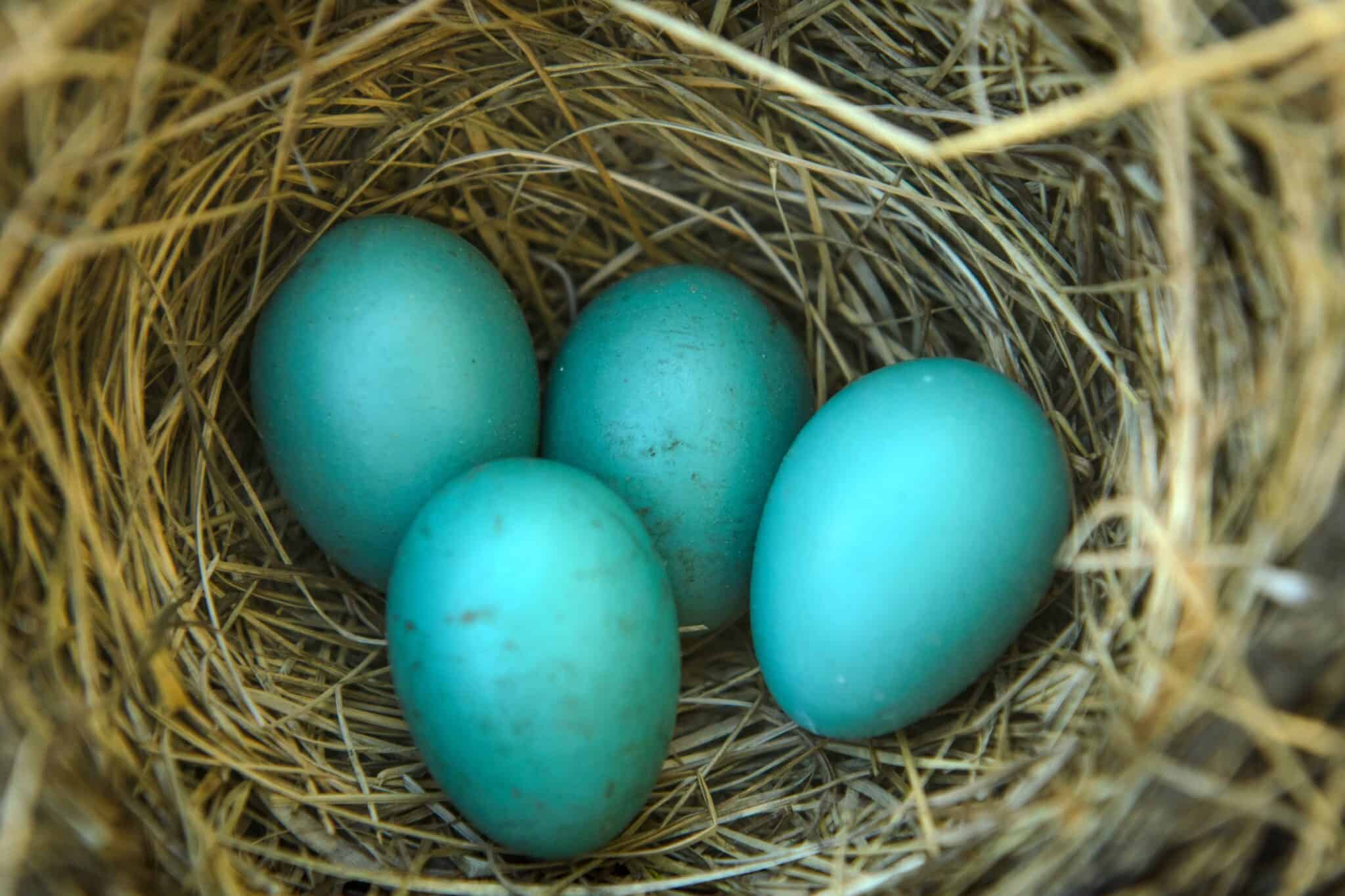 Robin Eggs All You Need to Know (With Pictures)