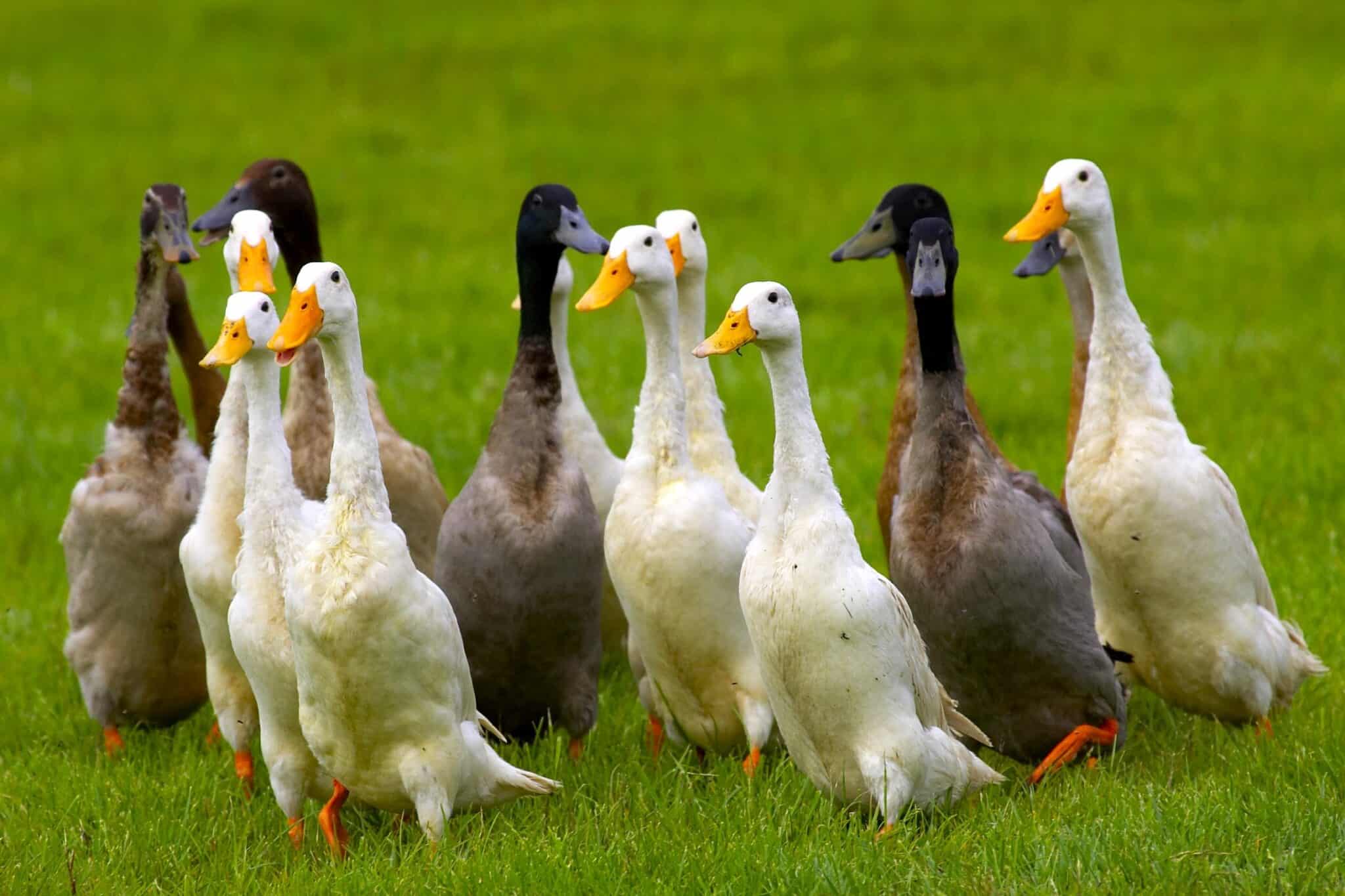 What Is a Group of Ducks Called? (A Complete Guide)