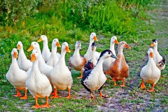 What Is a Group of Ducks Called? (A Complete Guide)
