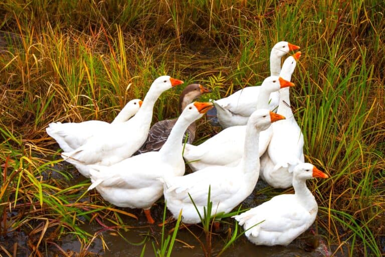 What Is a Group of Geese Called? List + Why?)