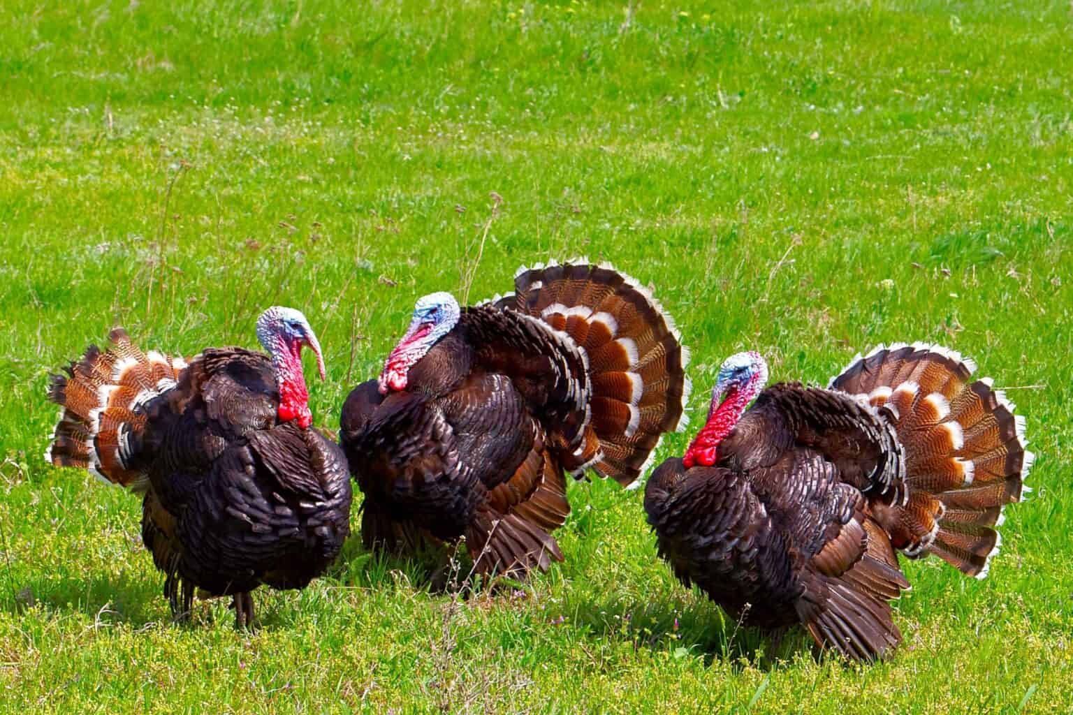 Why Is a Group of Turkeys Called a “Rafter”?