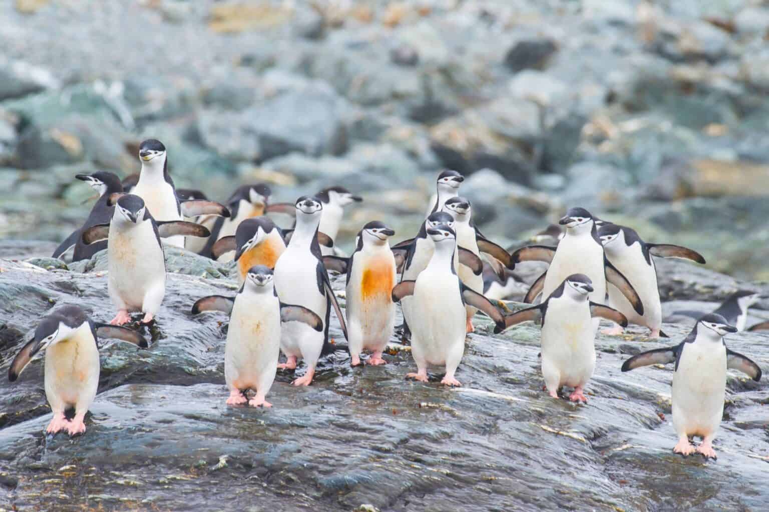 What Do You Call a Group of Penguins? Guide)