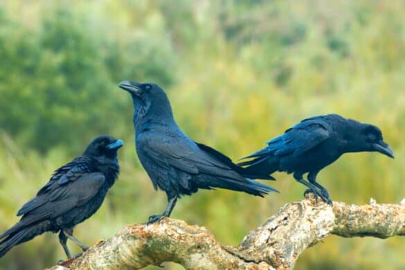 Why Is a Group of Ravens Called an Unkindness?