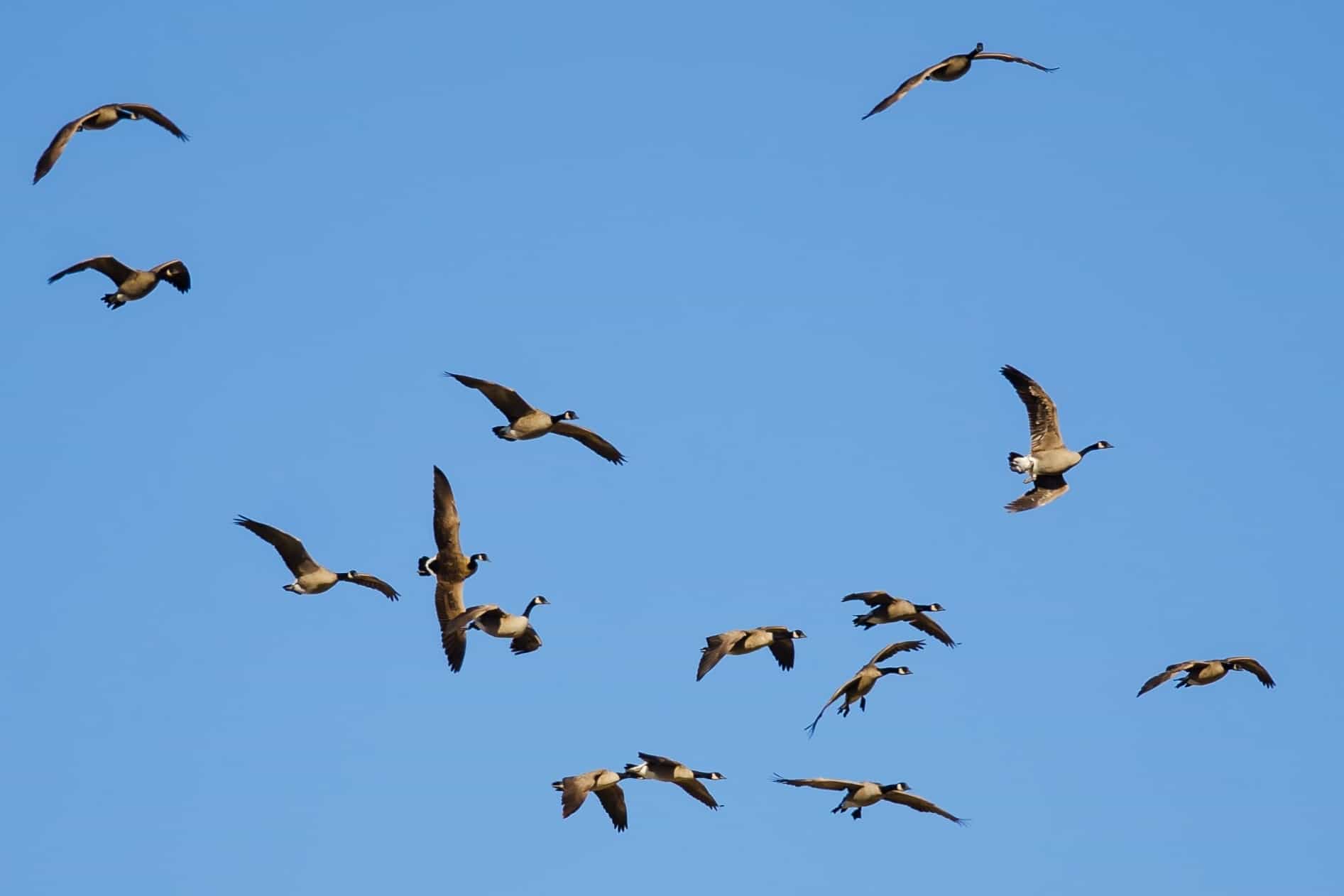 What Is a Group of Geese Called? List + Why?)