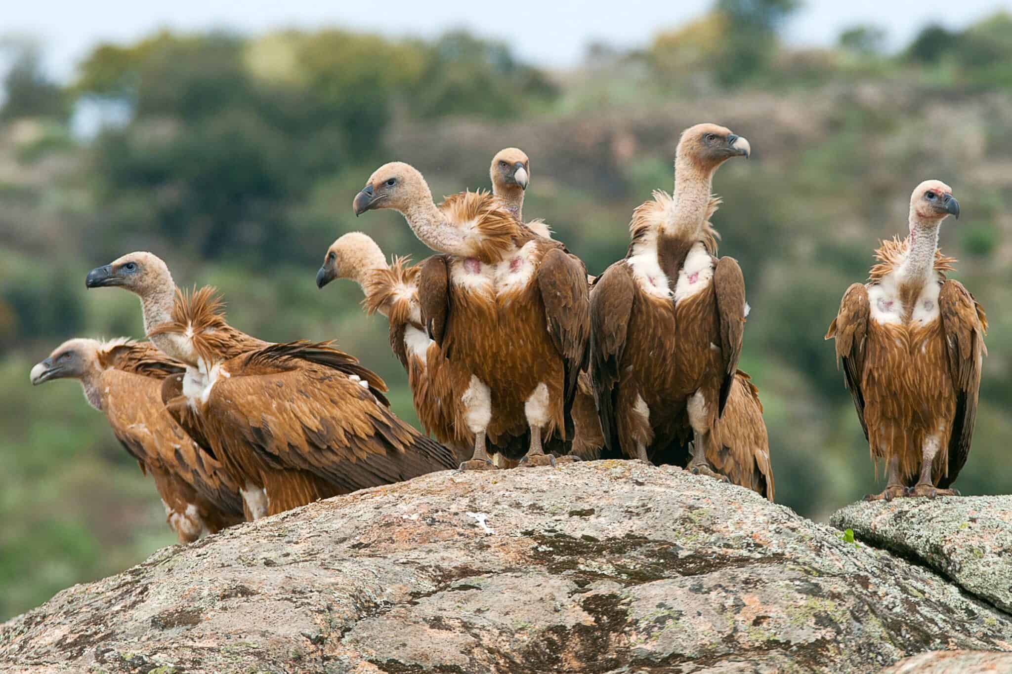 What Is a Group of Vultures Called? (And Why?)
