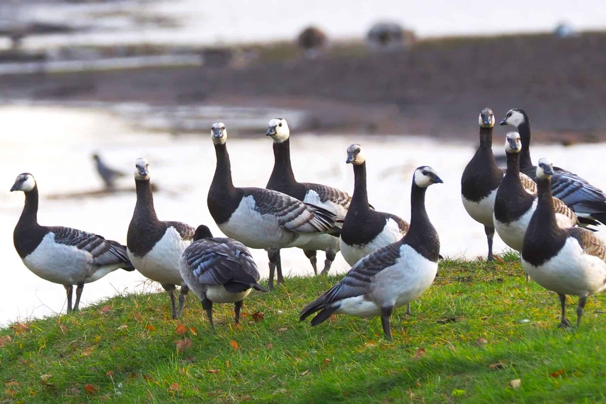 What Is a Group of Geese Called? List + Why?)