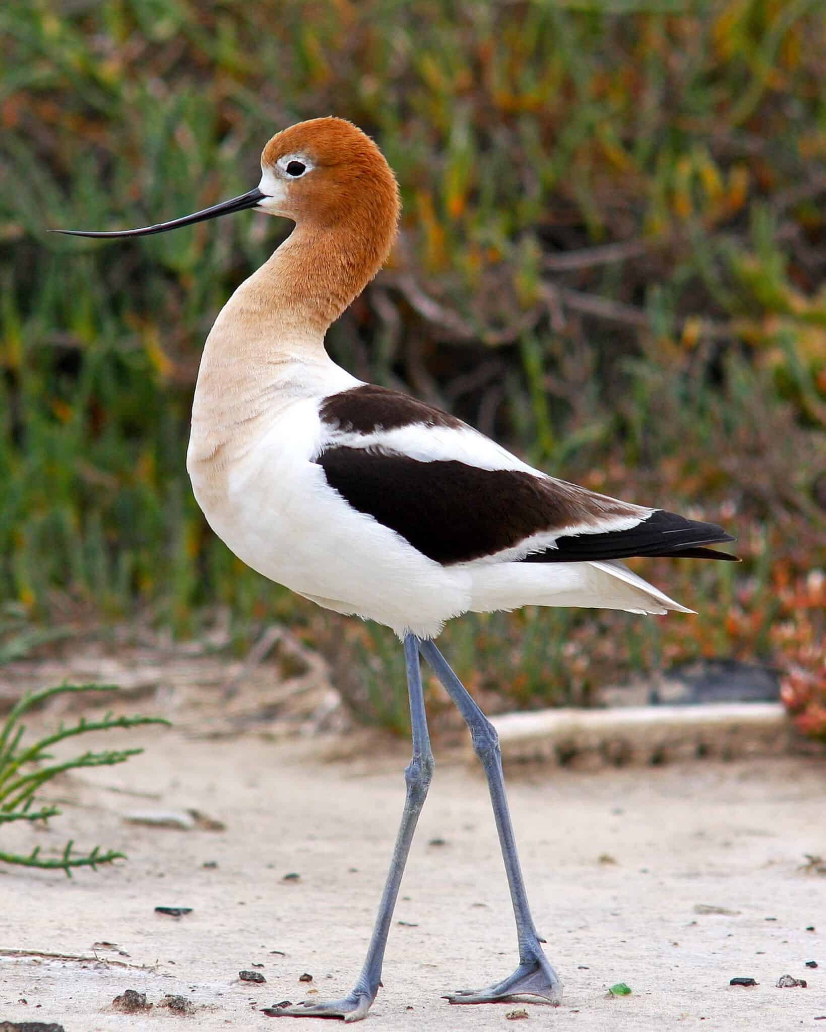 38 Unique Birds With Long Legs