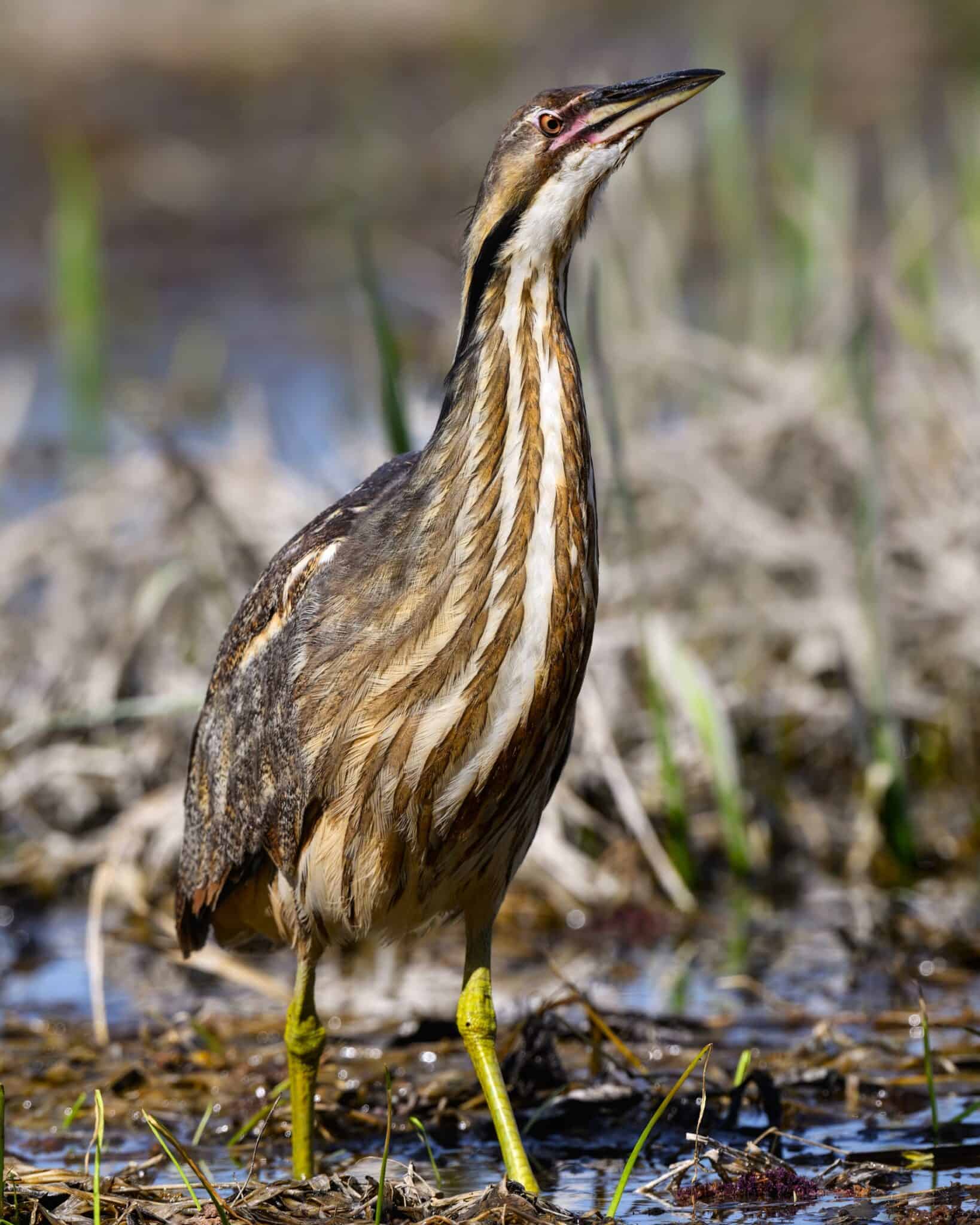38 Unique Birds With Long Legs