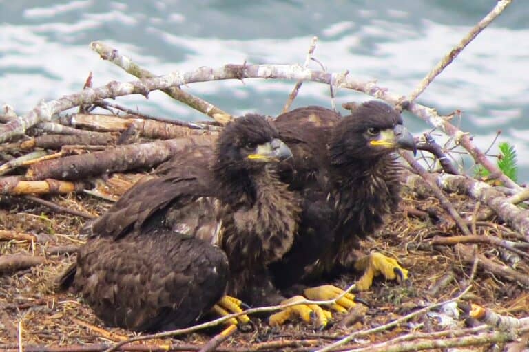 Baby Bald Eagles: All You Need to Know