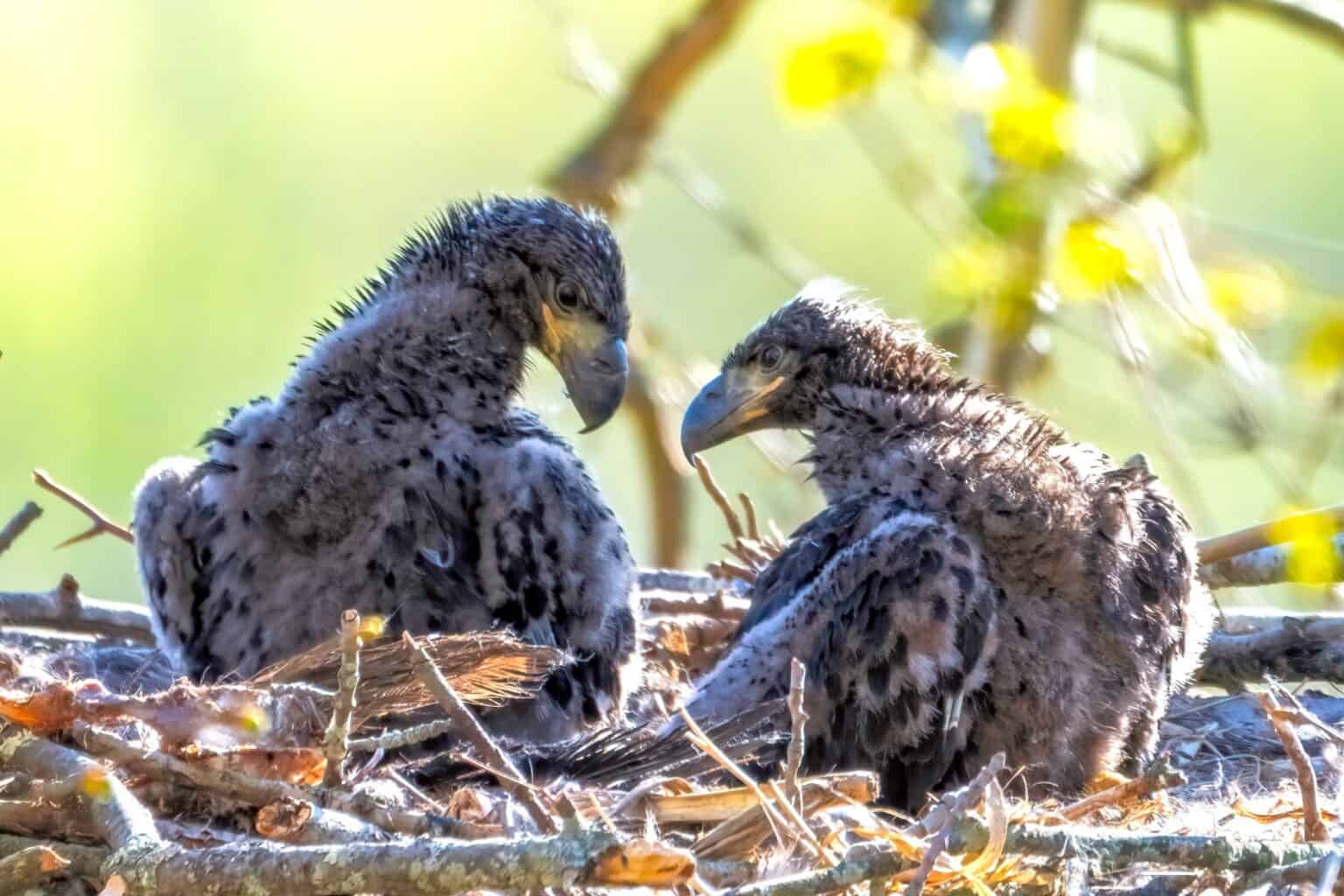 Baby Bald Eagles: All You Need to Know