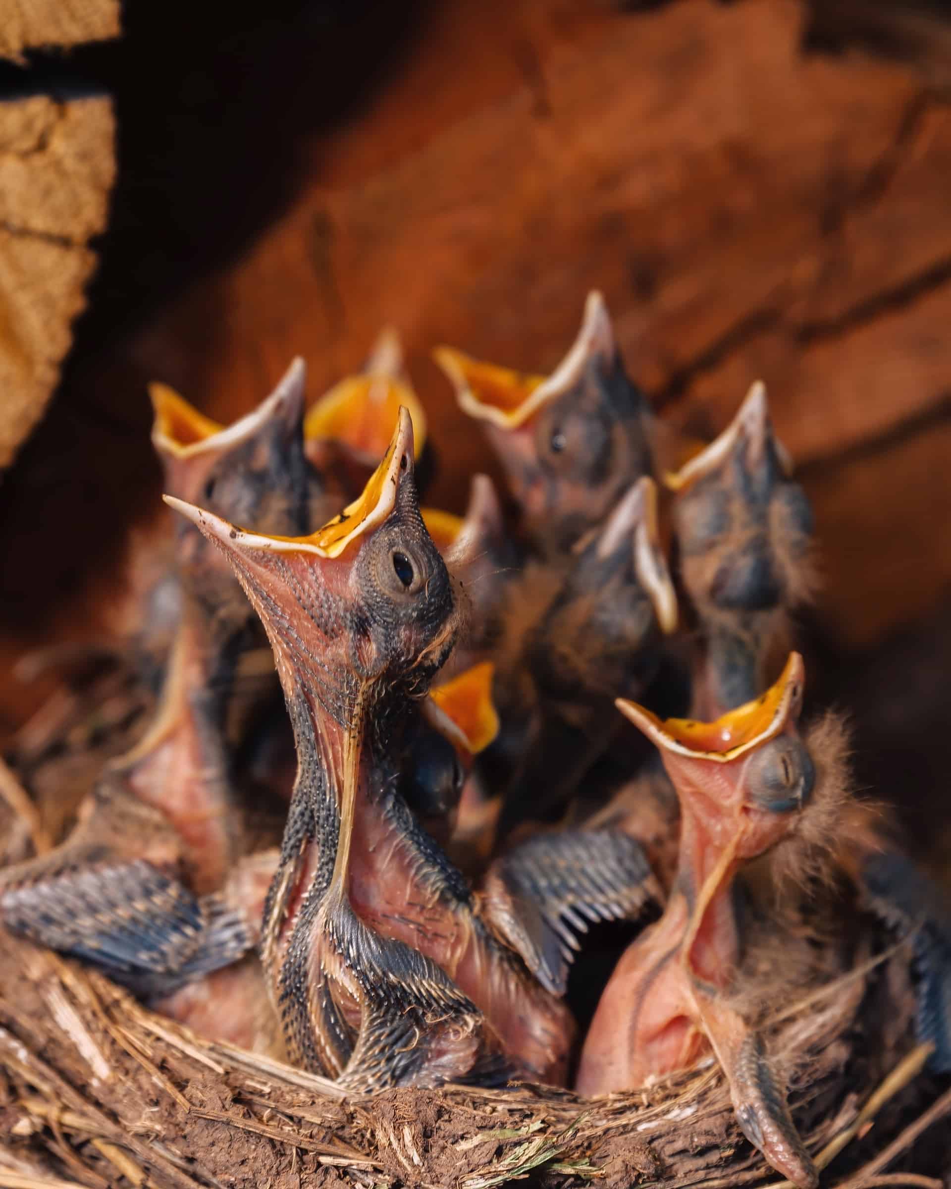 Why Do Birds Chirp at Night? Bird Helpful