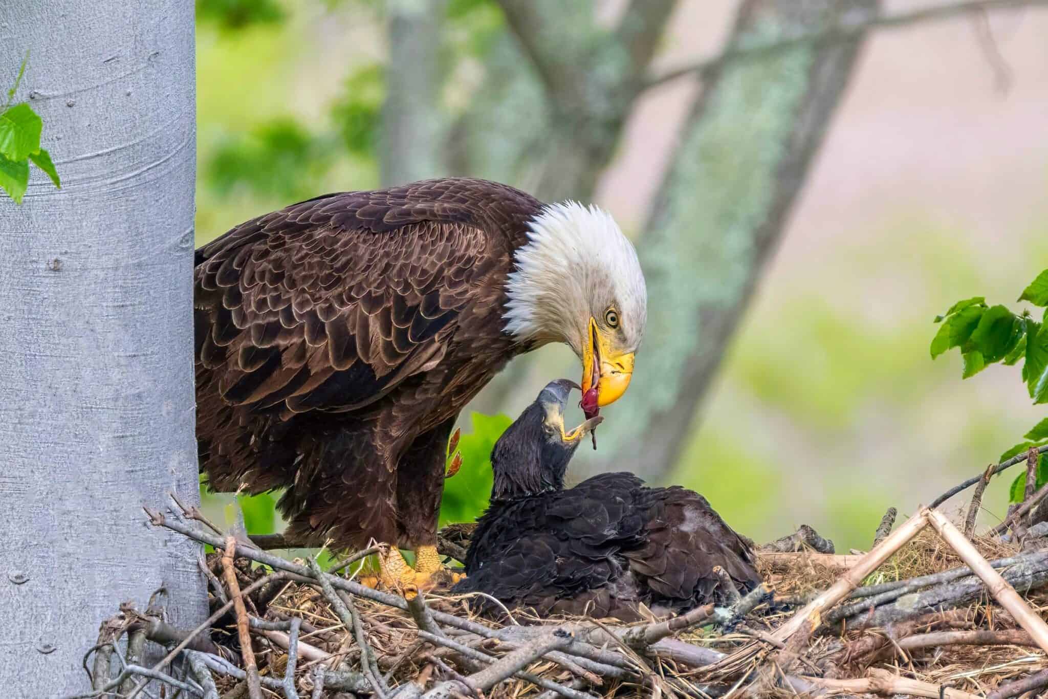 Baby Bald Eagles: All You Need to Know