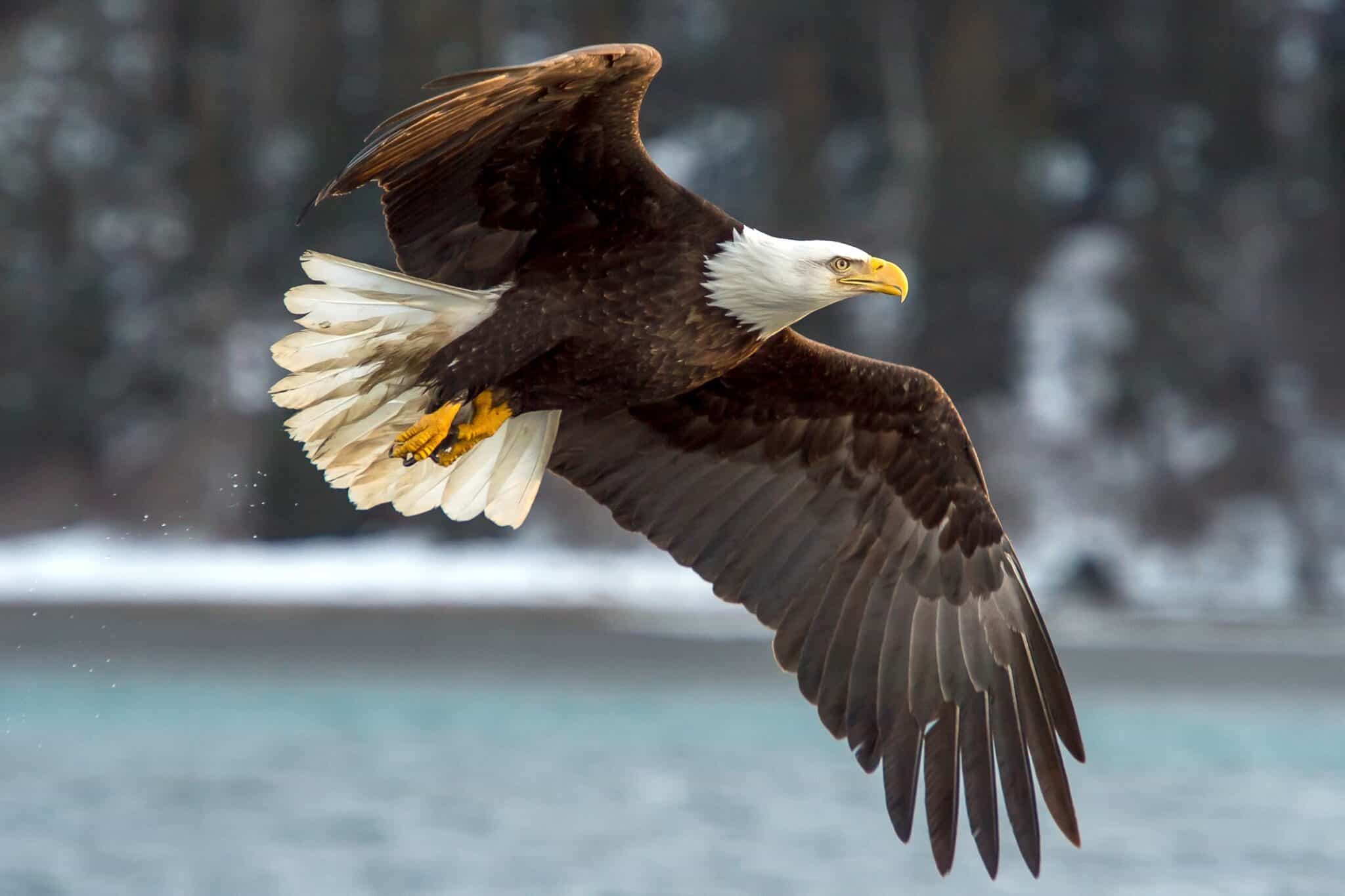 Bald Eagle Wingspan: How It Compares to Other Birds?