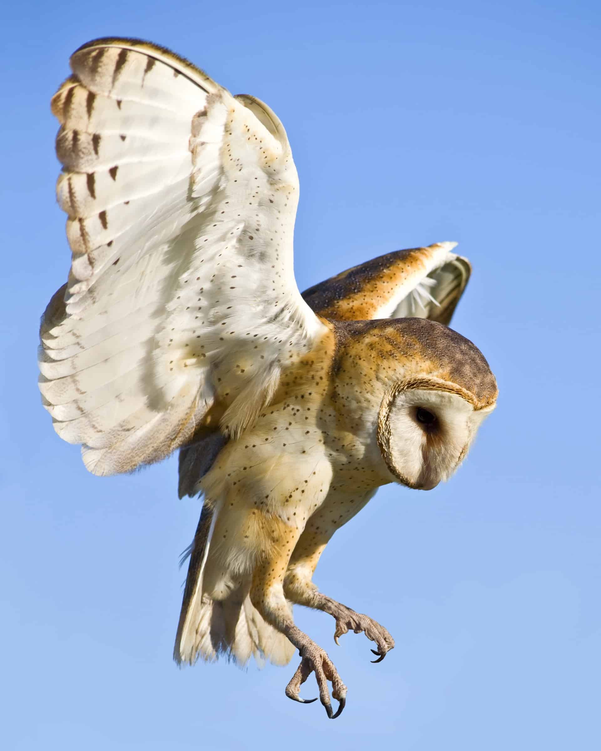 Owl Legs All You Need to Know! (Pictures & FAQs)