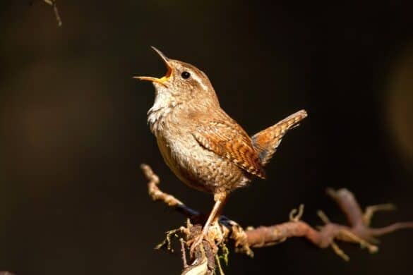 Why Do Crows Gather and Caw in Large Groups?