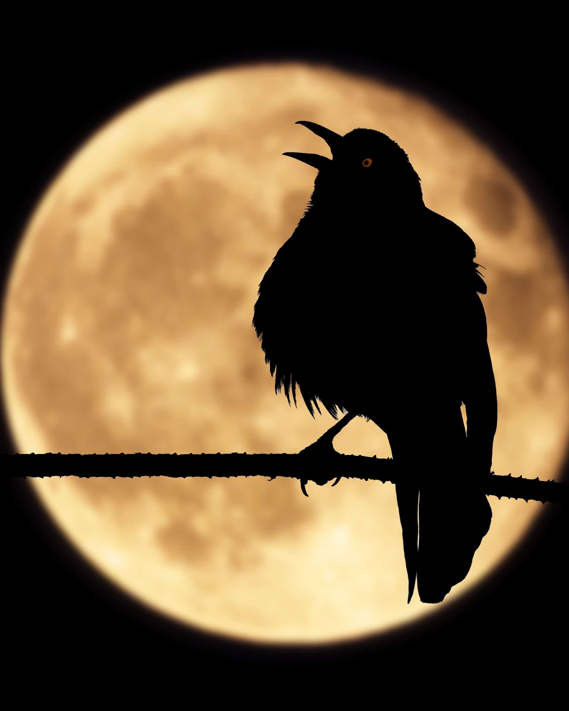 Why Do Birds Chirp at Night? Bird Helpful