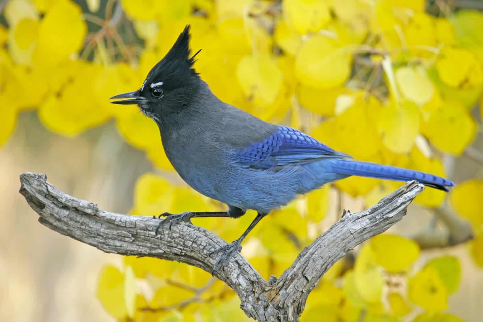 Top 18 Birds With Crests of North America