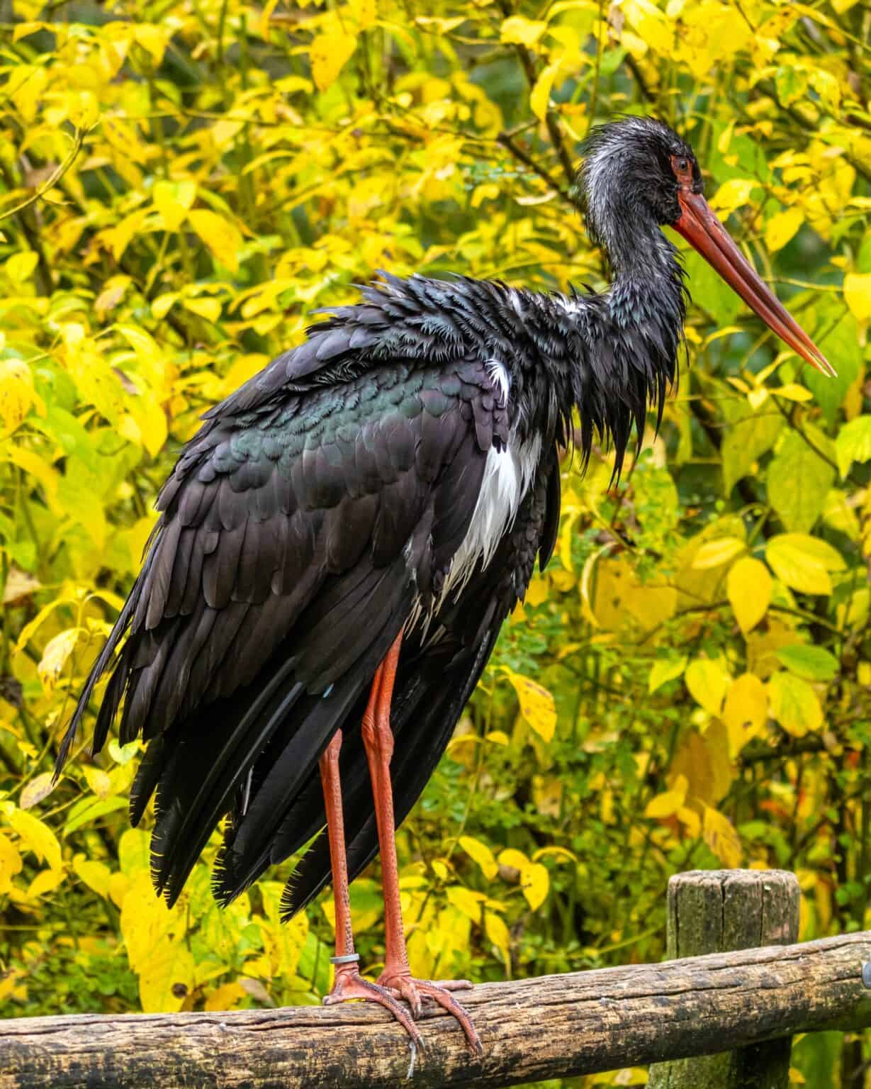 38 Unique Birds With Long Legs