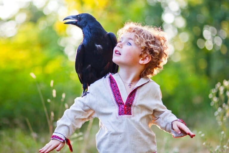 Crow Friend How to Befriend a Crow? (Step-By-Step Guide) - Bird Helpful