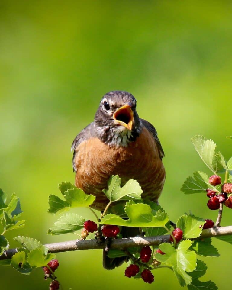 Why Do Birds Chirp at Night? Bird Helpful