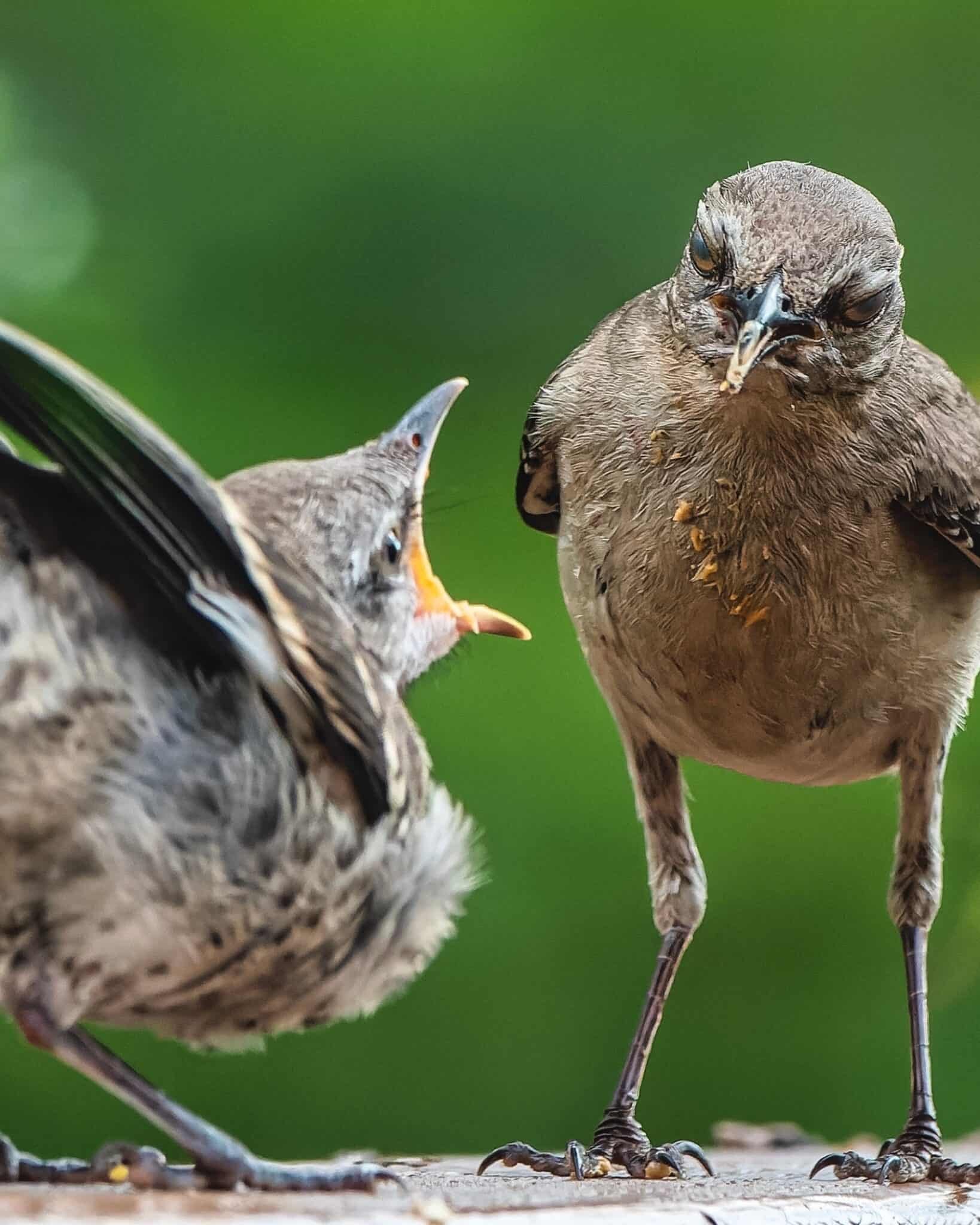 Why Do Birds Chirp at Night? Bird Helpful