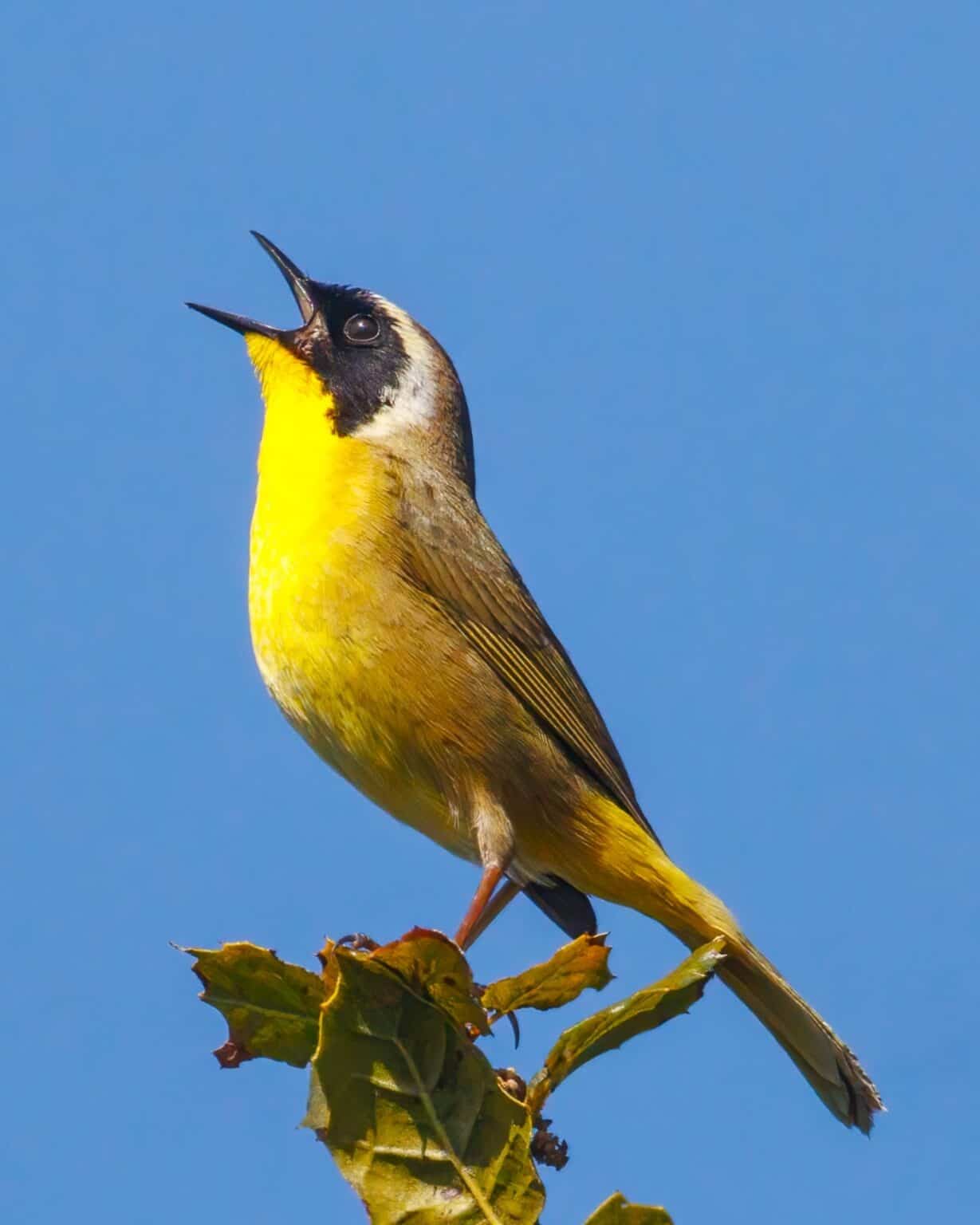 25 Small Yellow Birds to Brighten Your Day