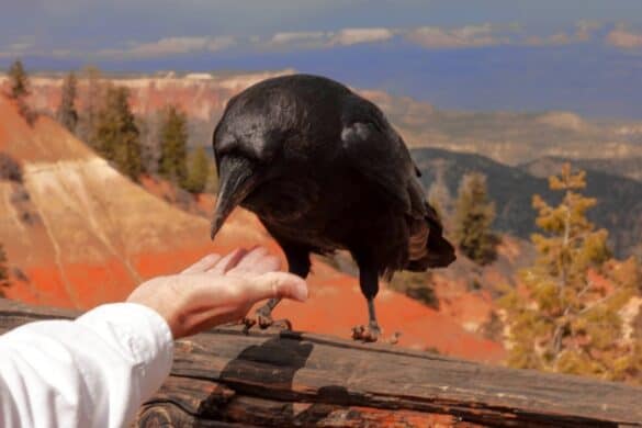 How To Befriend A Crow Step By Step Guide Bird Helpful