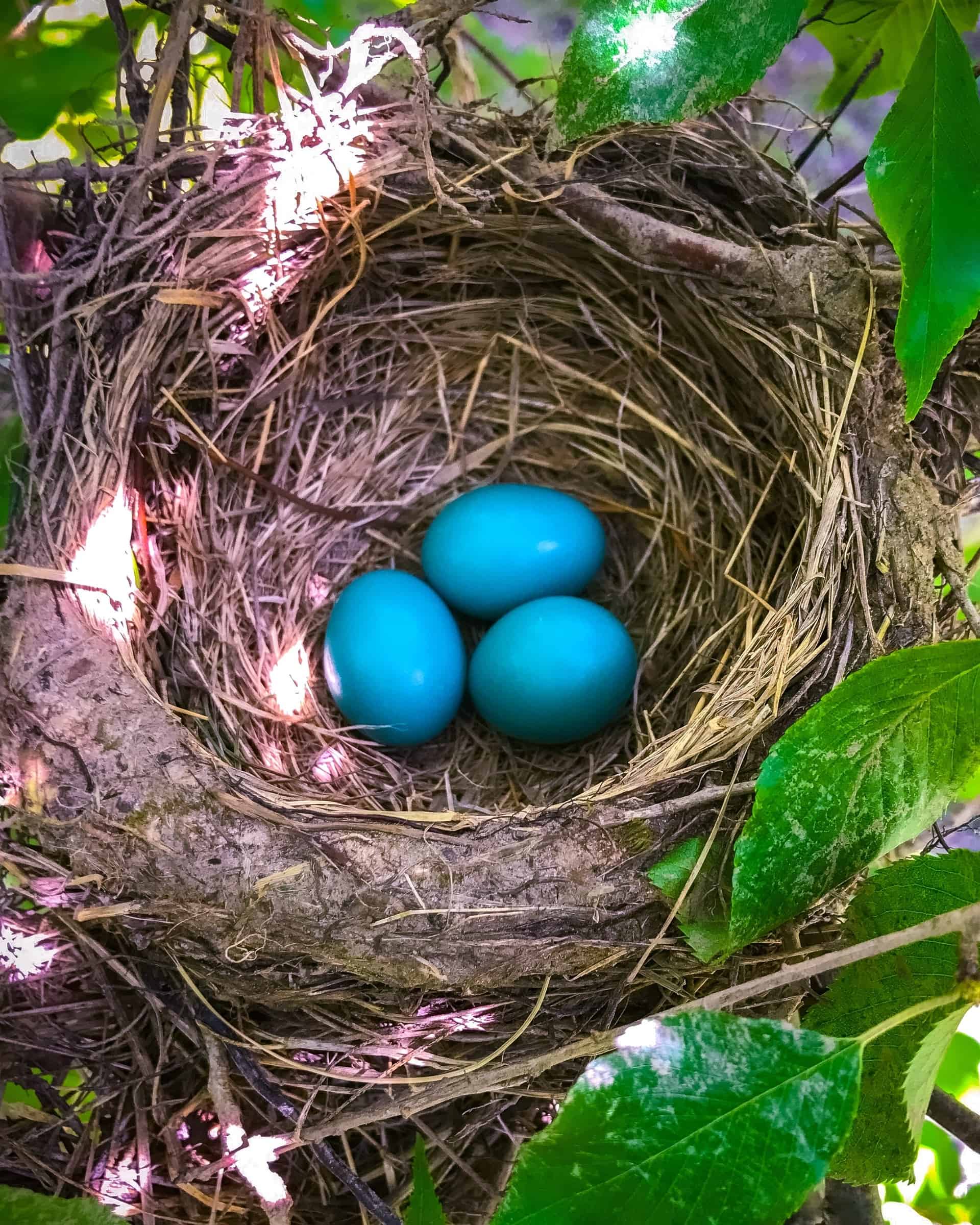 Robin Eggs All You Need To Know With Pictures Robin Eggs All You Need To Know With Pictures