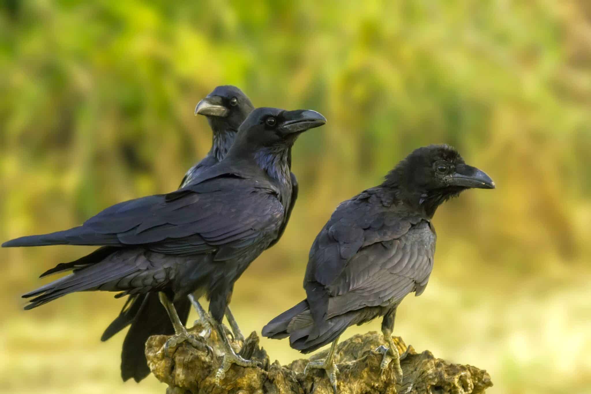 Why Is a Group of Crows Called a Murder? (The Story Behind It)