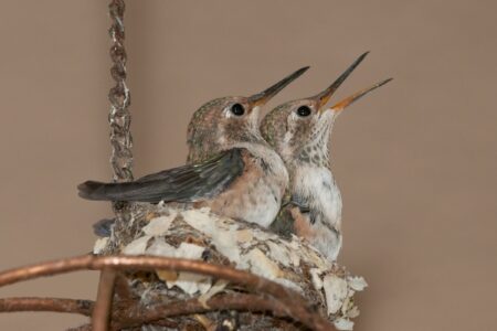 Baby Hummingbirds: Everything You Need to Know