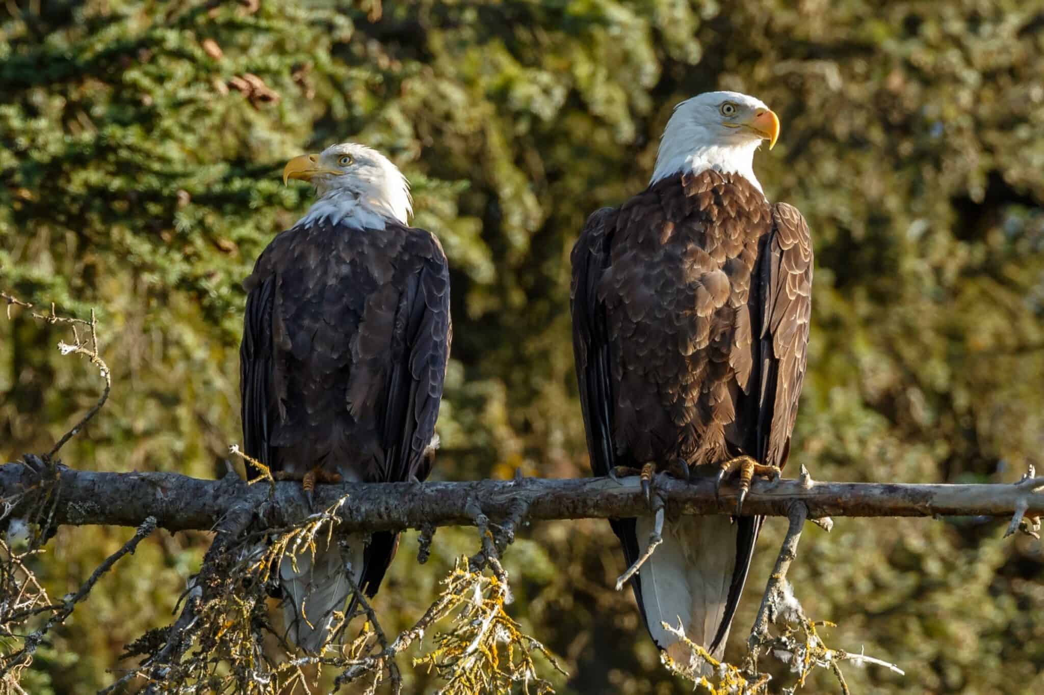 Male vs. Female Bald Eagles What’s the Difference?