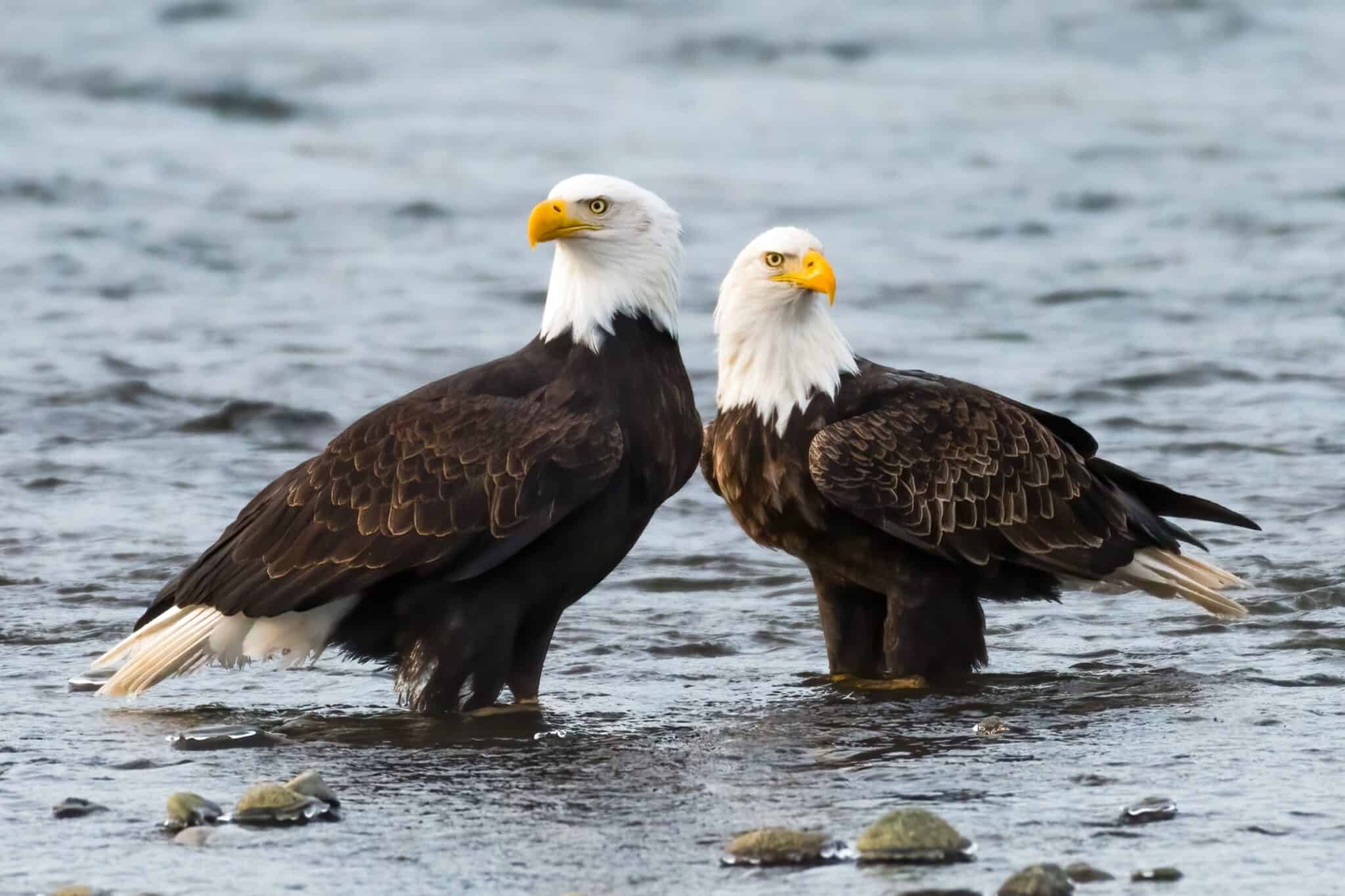Male vs. Female Bald Eagles: What’s the Difference?