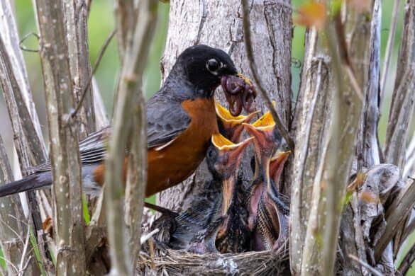 Robins Modification Baby Robins: All the Facts You Need (With Pictures)