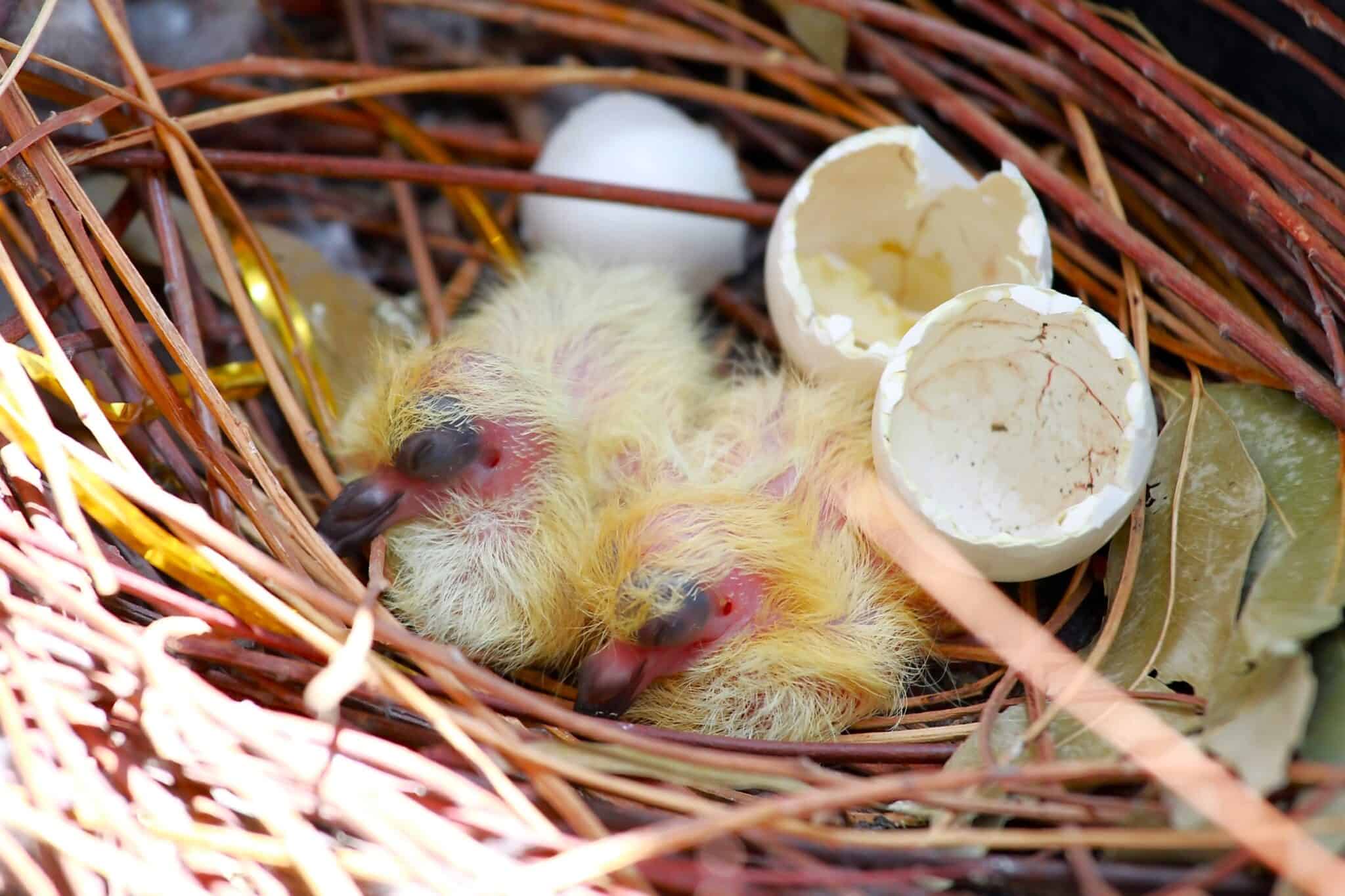 Baby Pigeons Everything You Need to Know