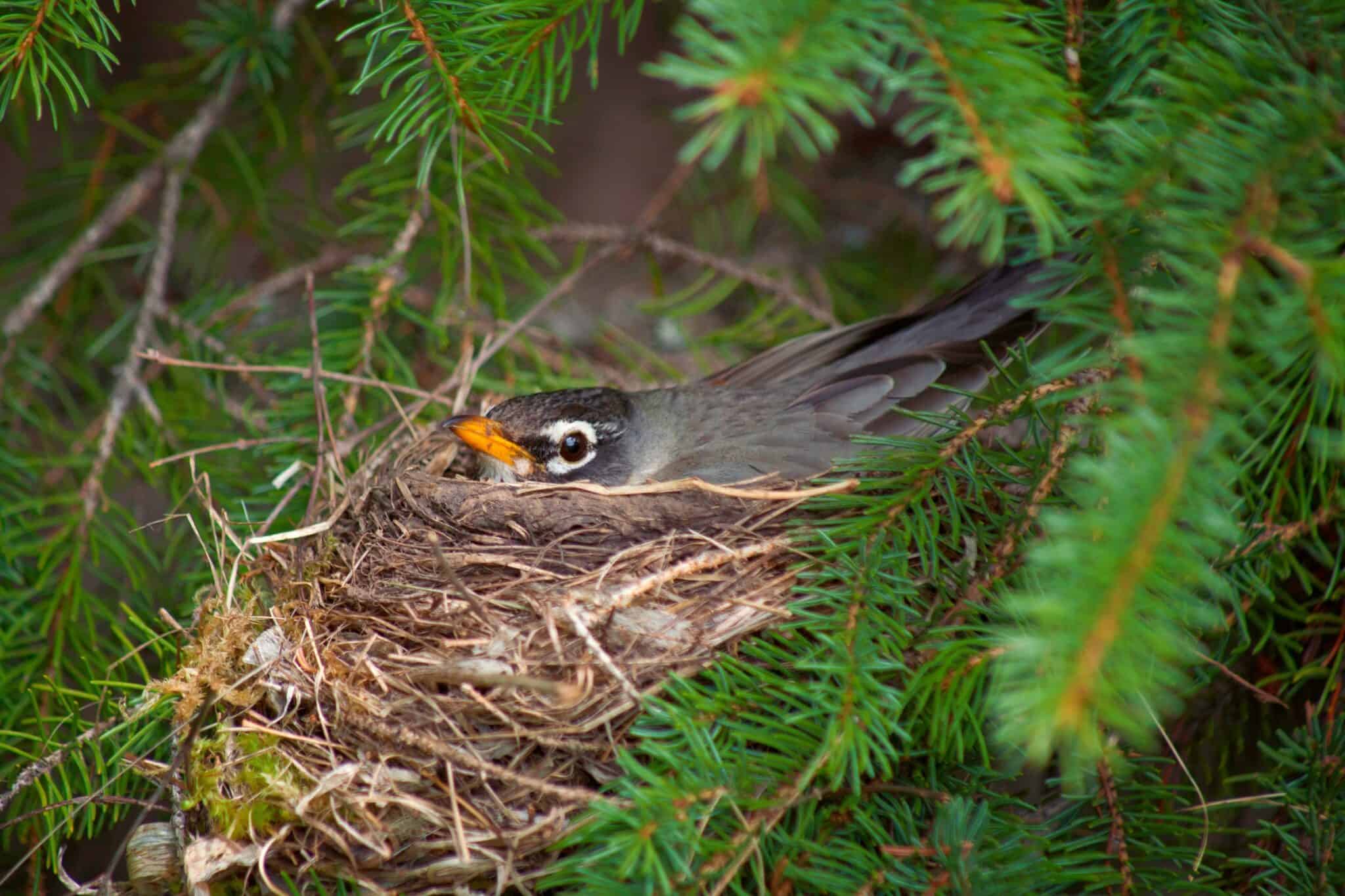 Robin Eggs All You Need to Know (With Pictures)