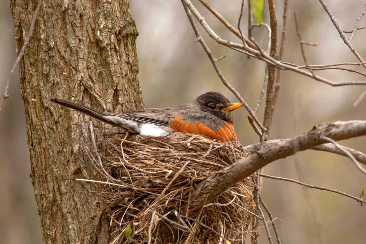 Robin Eggs All You Need to Know (With Pictures)