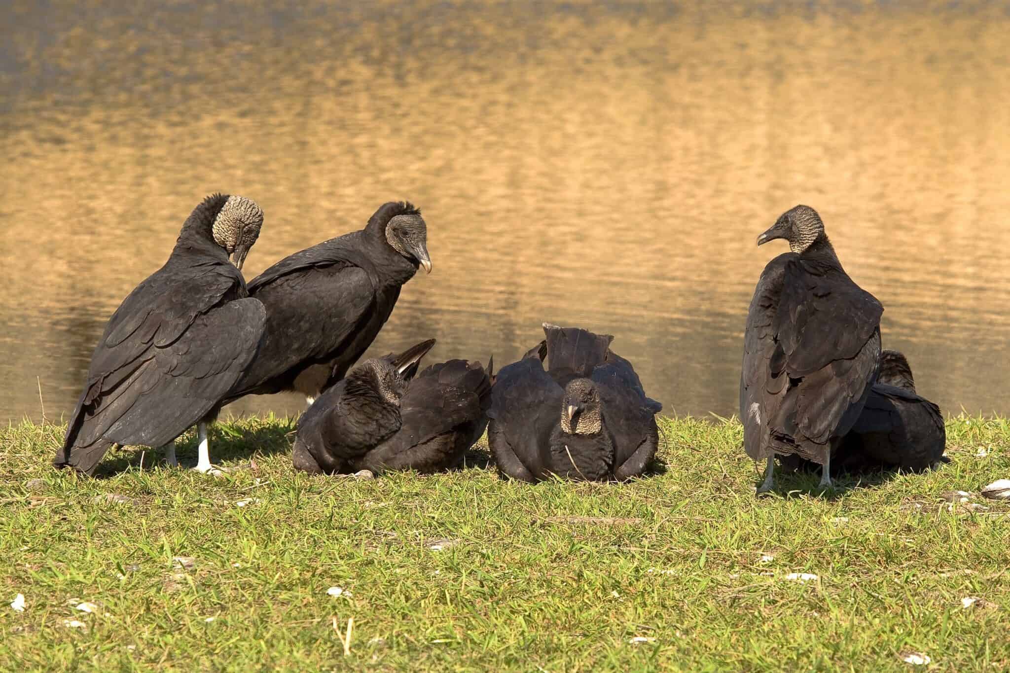 What Is a Group of Vultures Called? (And Why?)