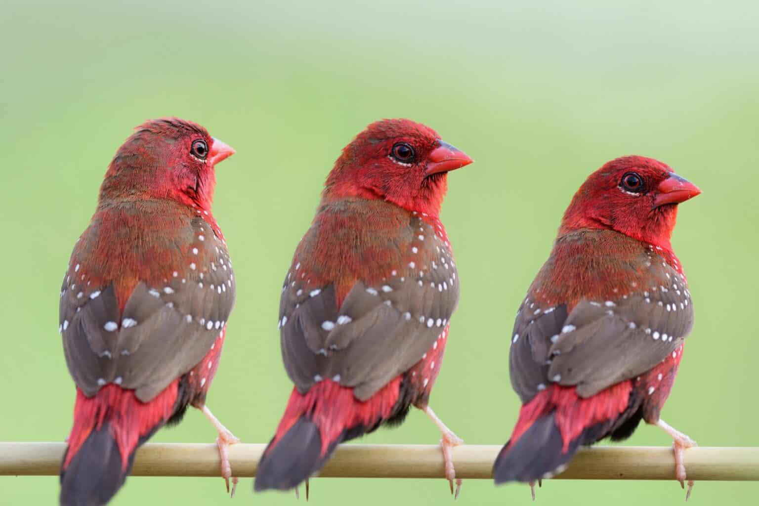 16 Red Birds That Aren’t Cardinals (With Pictures) Bird Helpful