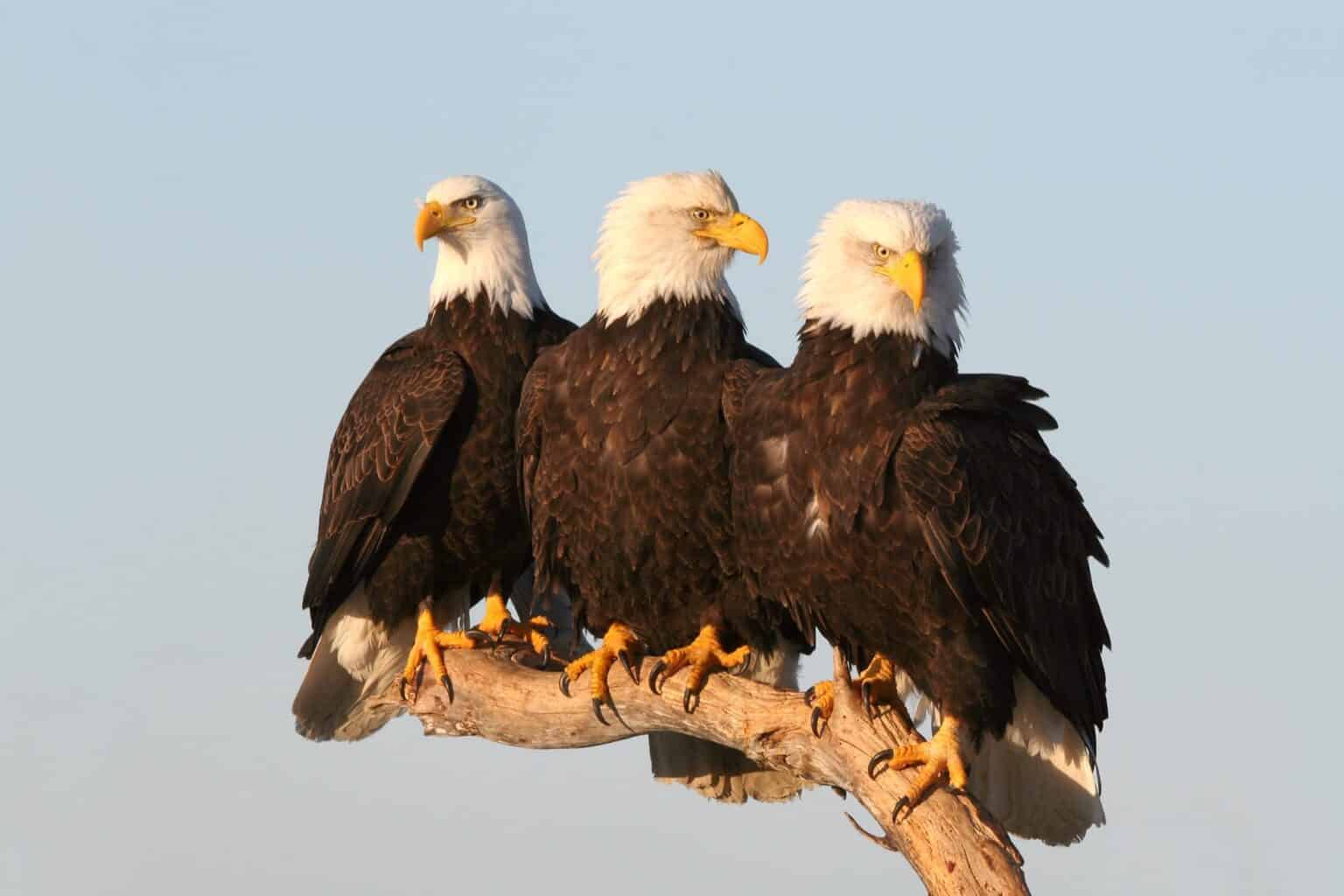 Bald Eagle Talons Everything You Need to Know