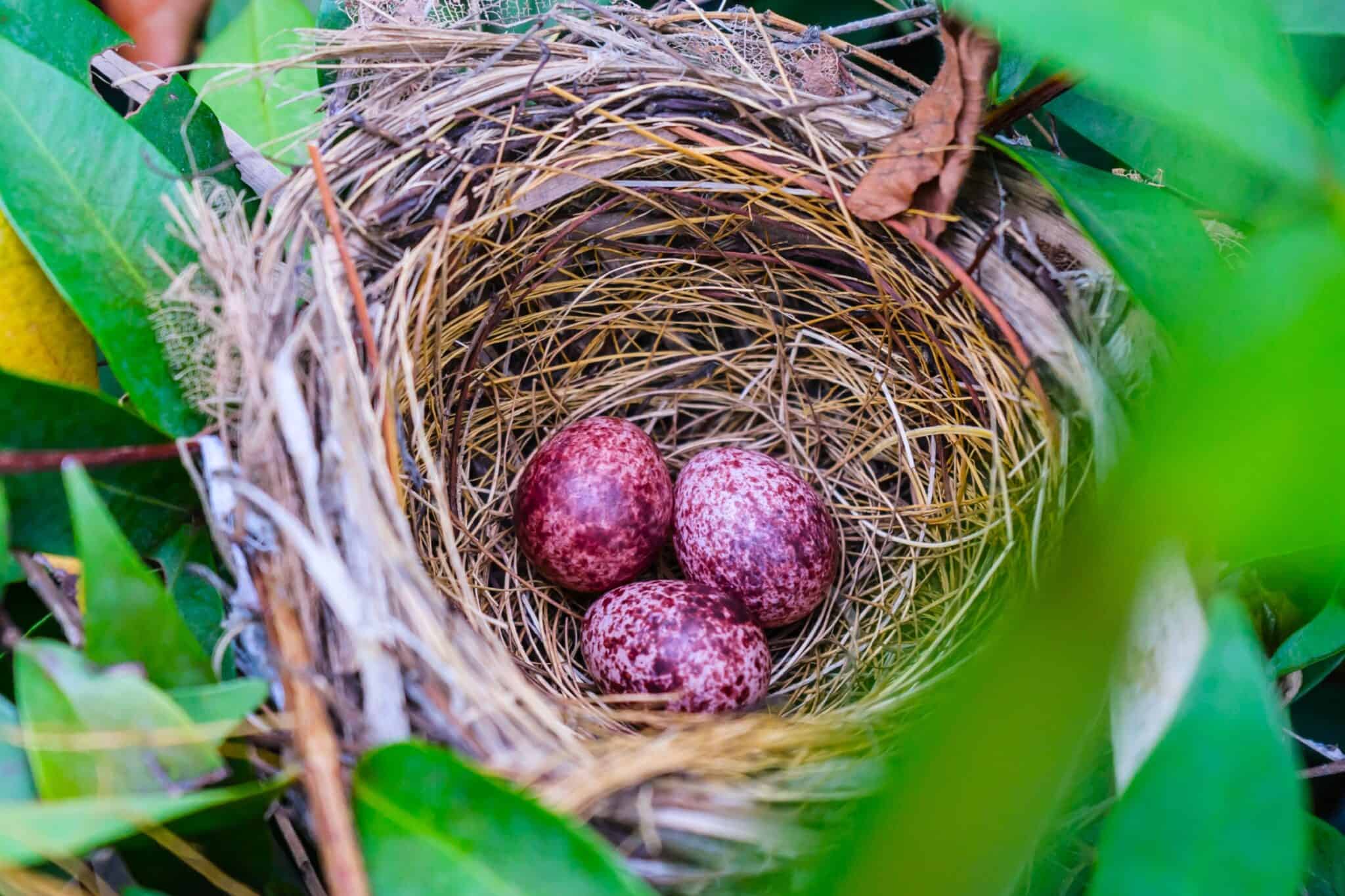 Cardinal Eggs All You Need to Know (With Pictures)