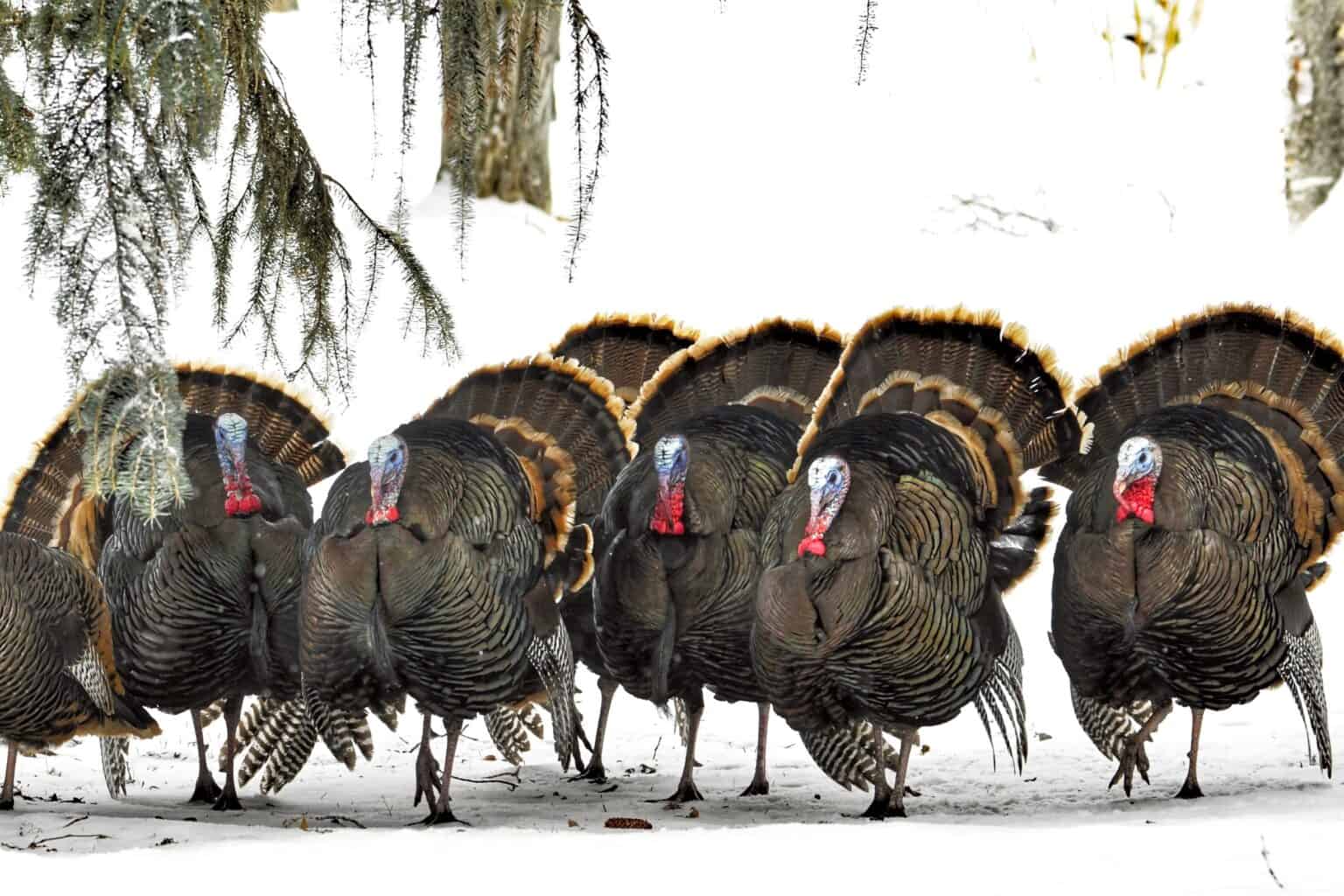 Why Is a Group of Turkeys Called a “Rafter”?