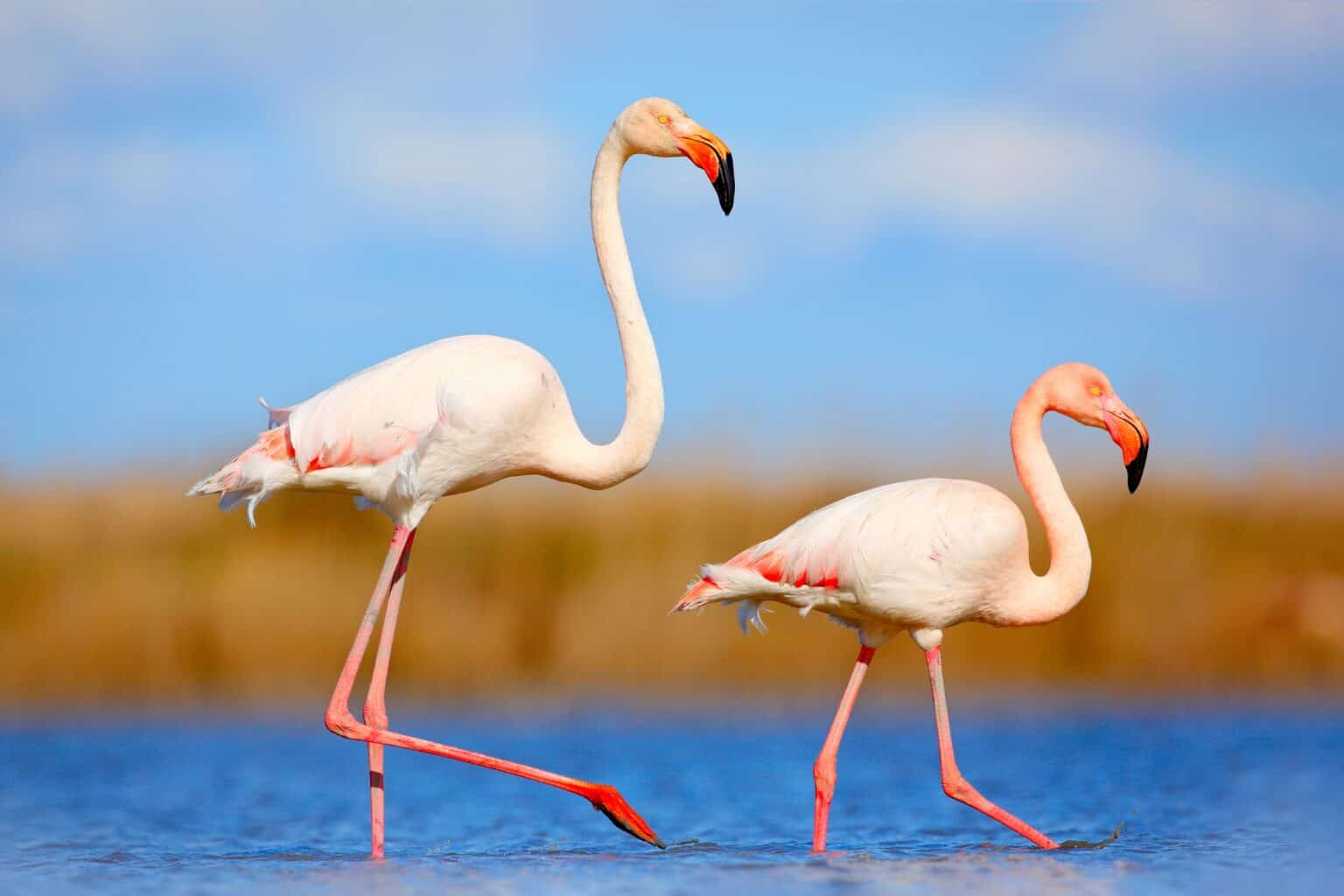 38 Unique Birds With Long Legs