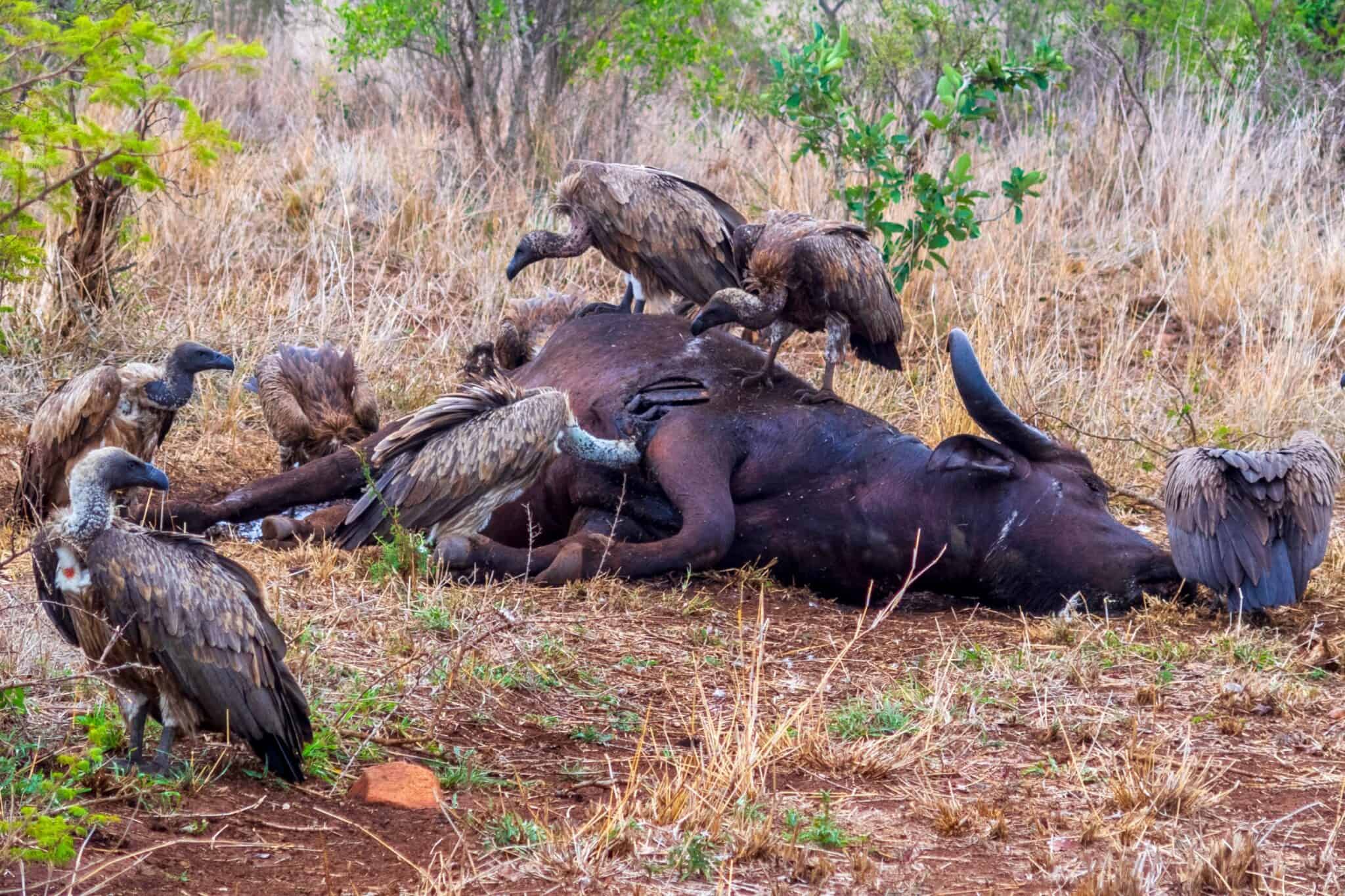 What Is a Group of Vultures Called? (And Why?)