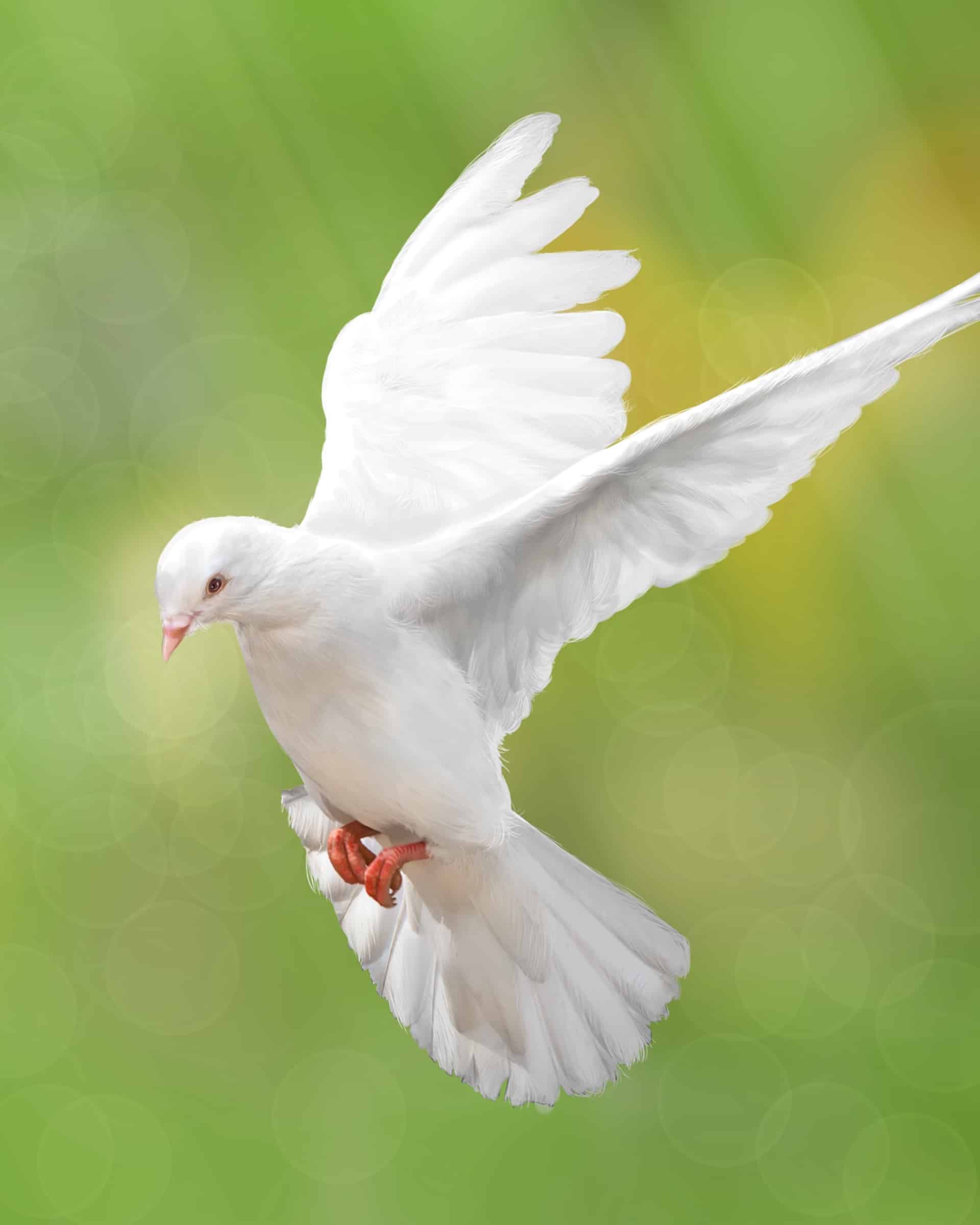 What Does It Mean When A White Dove Lands In Your Yard At Julian Samuel 