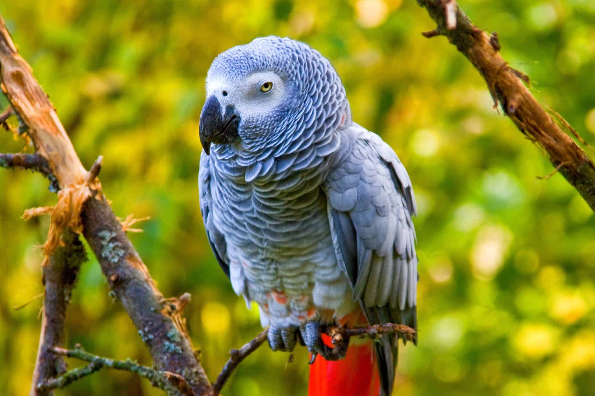 How Much Does an African Grey Parrot Cost? (2024 Updated)