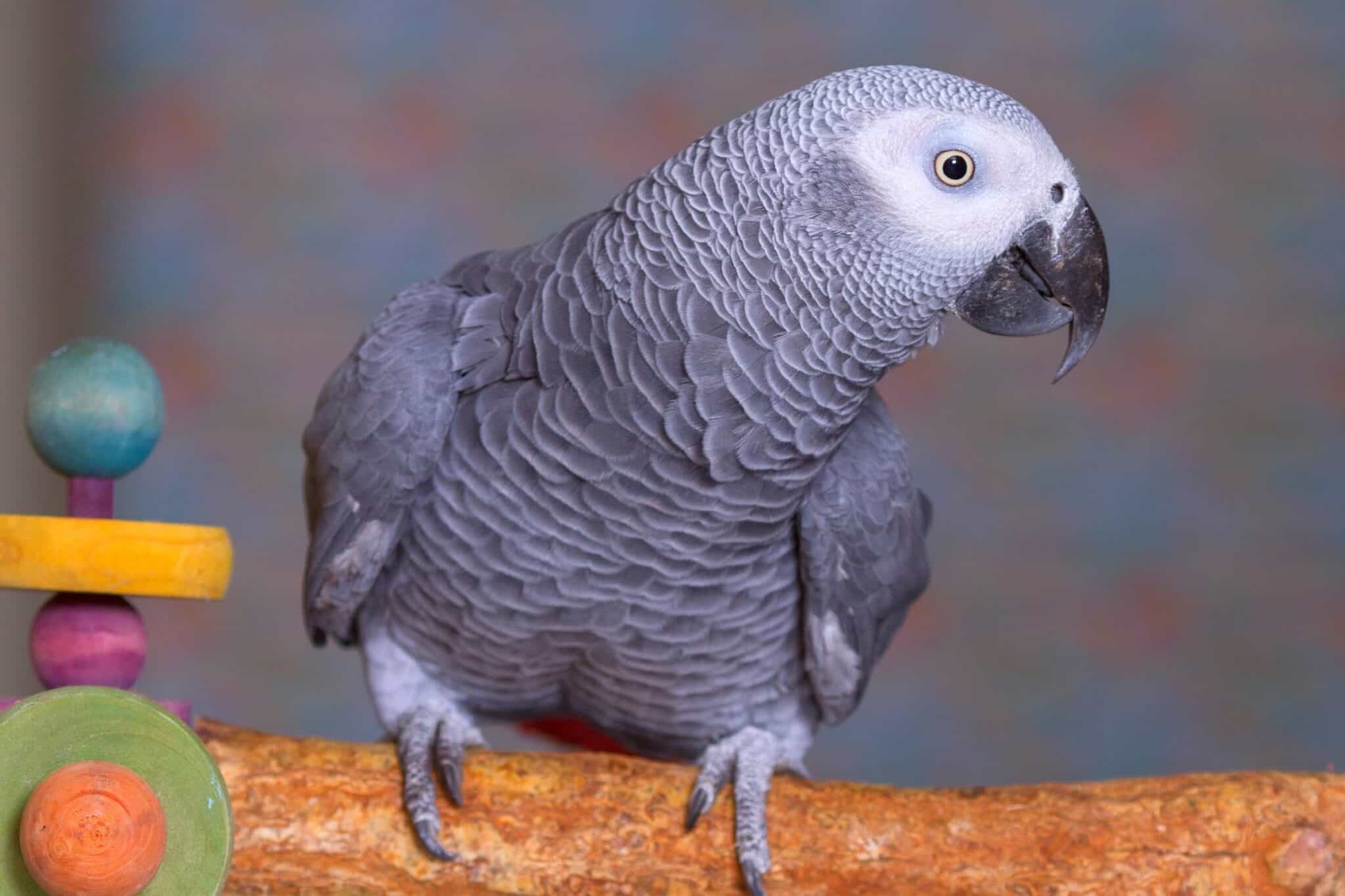 How Much Does an African Grey Parrot Cost? (2024 Updated)