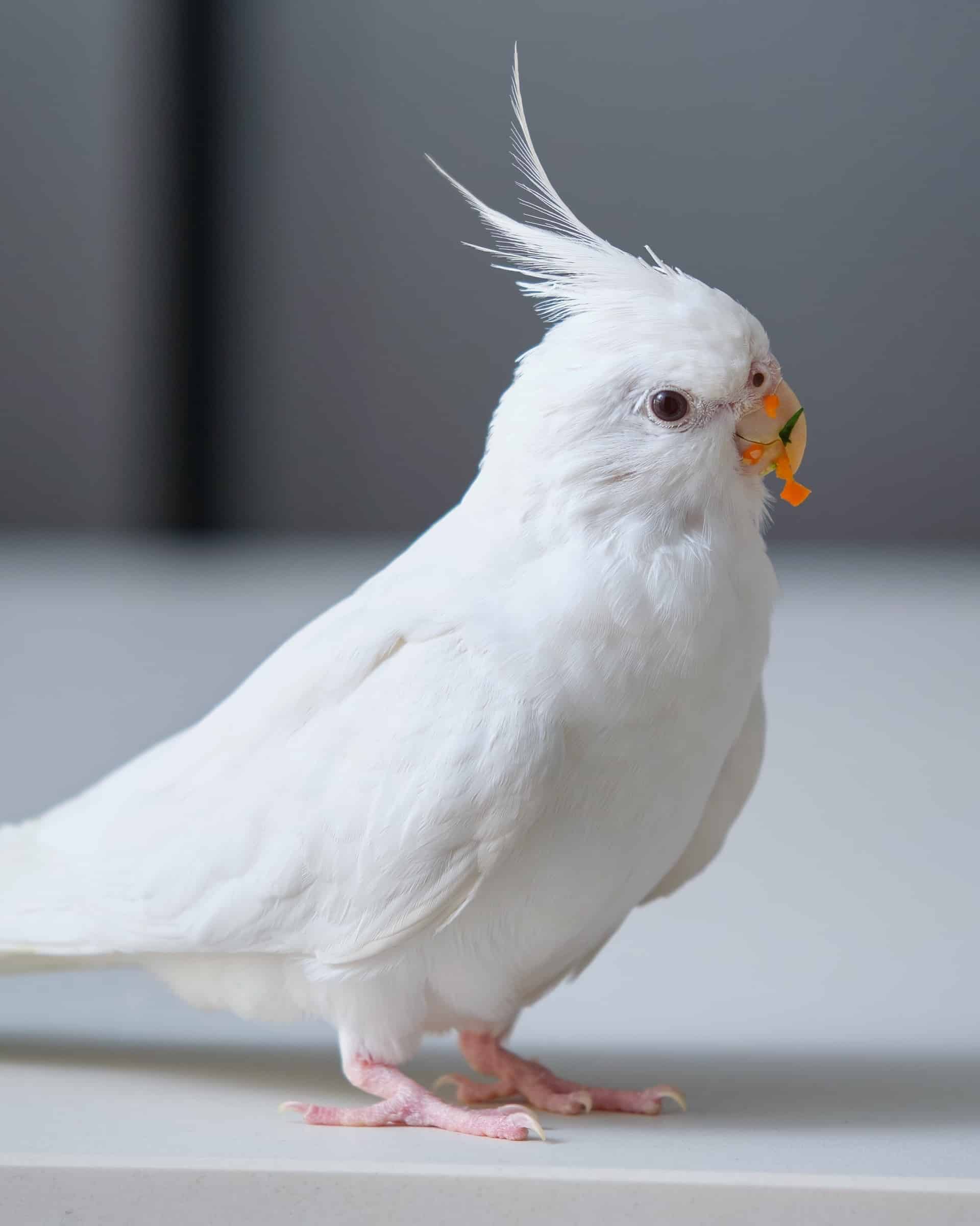 How Much Does a Cockatiel Cost? (2024 Updated)